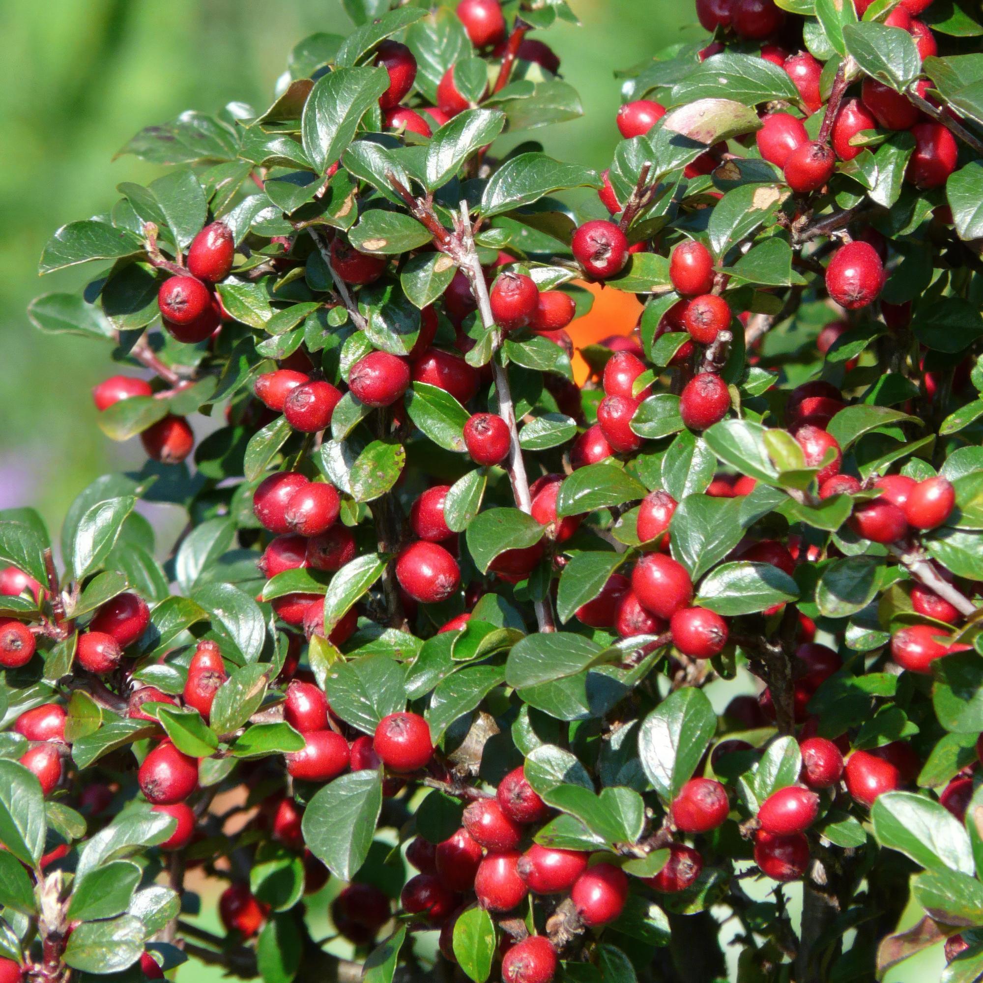 Teppich-Zwergmispel (Cotoneaster dammeri)