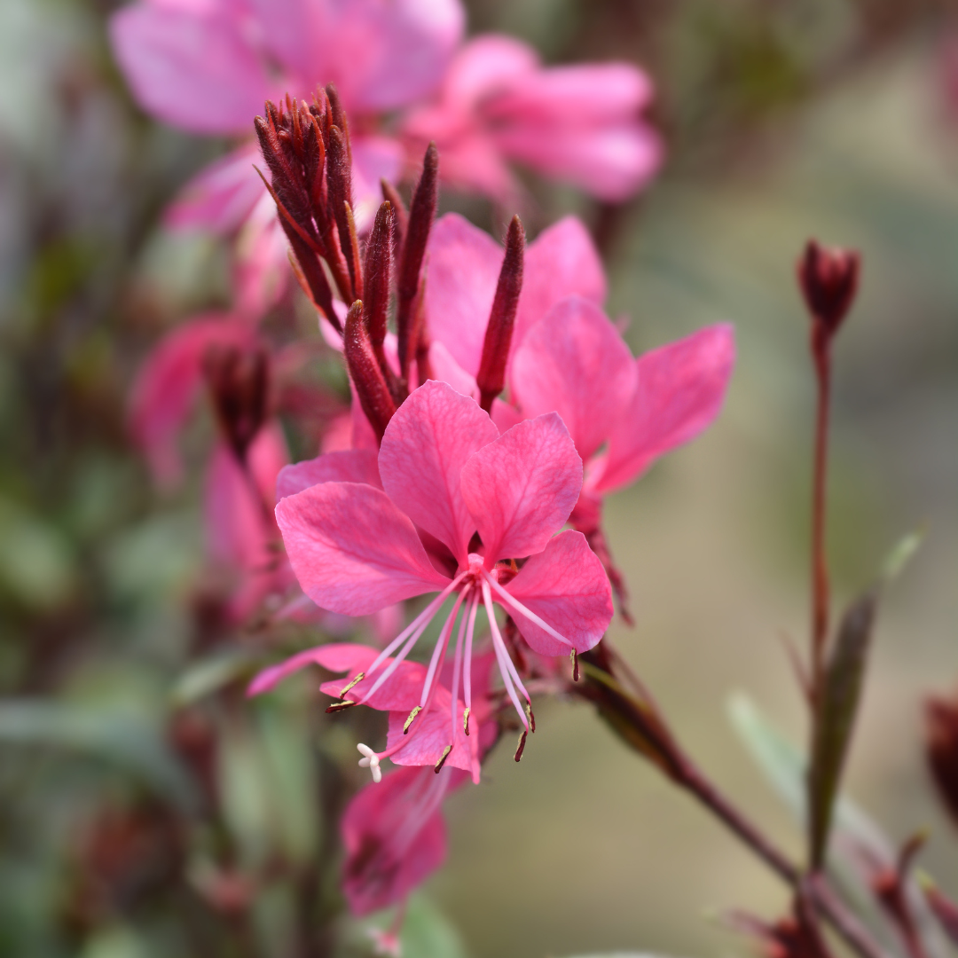 Prachtkerze ‘Siskiyou Pink’ (Gaura lindheimeri)