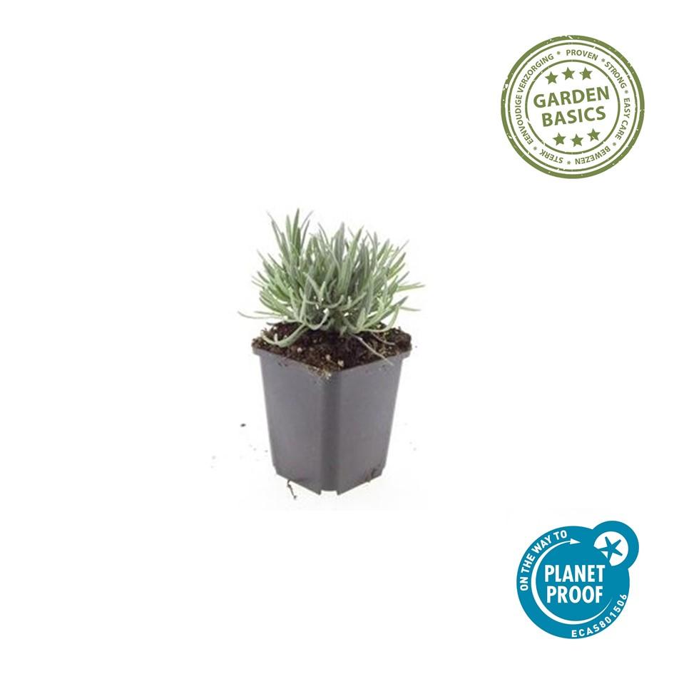 Weißer Lavendel ‘Edelweiss’ (Lavandula intermedia)
