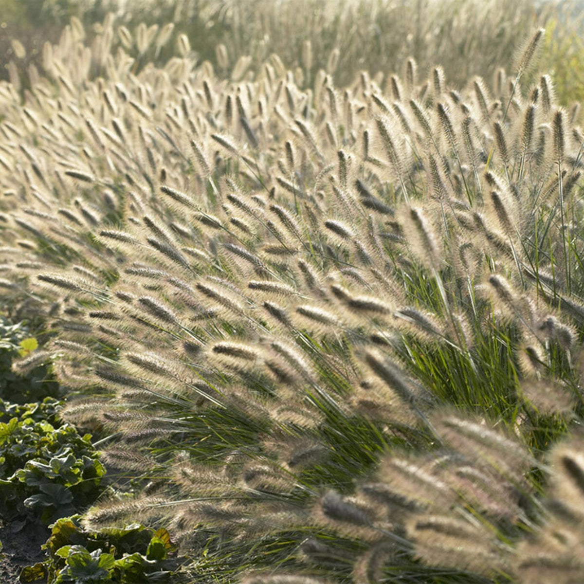 Lampenputzergras (Pennisetum alopecuroides)
