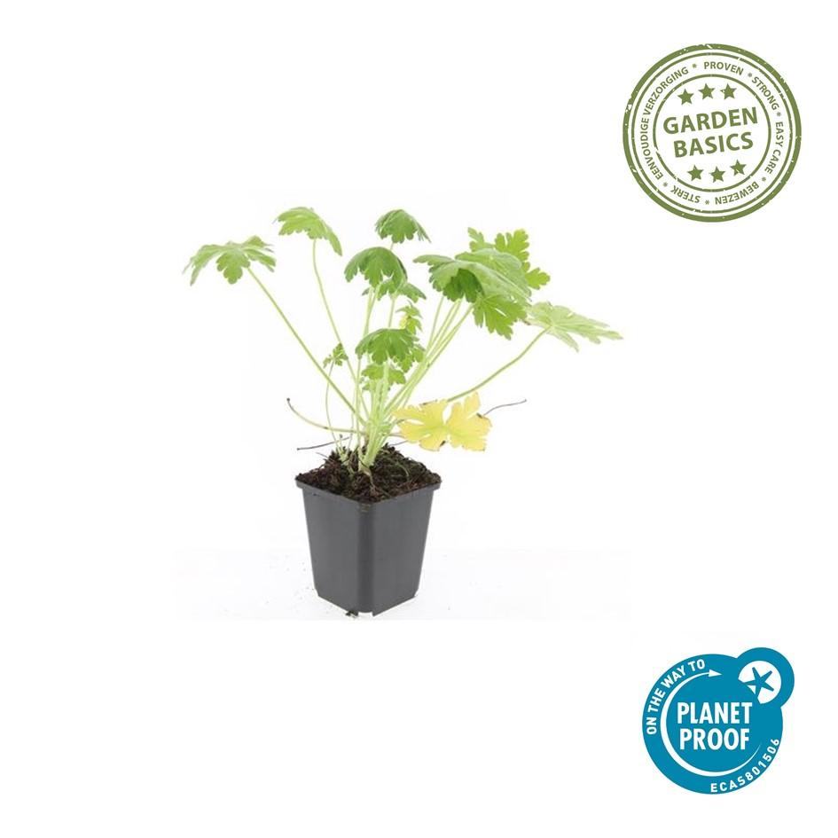 Duft-Storchschnabel ‘Spessart’ (Geranium macrorrhizum)