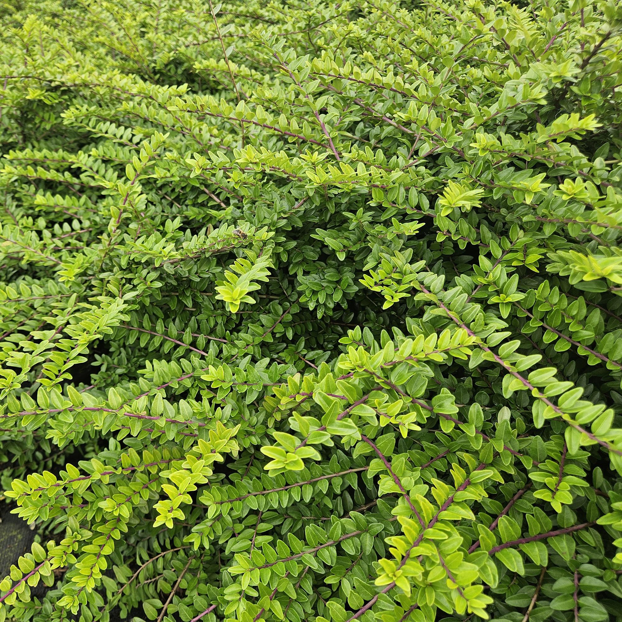 Lonicera nitida ‘Maigrün’ (Heckenmyrte)