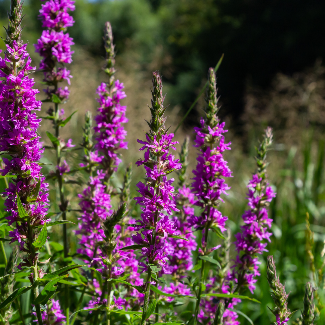 Lythrum salicaria (Blutweiderich)