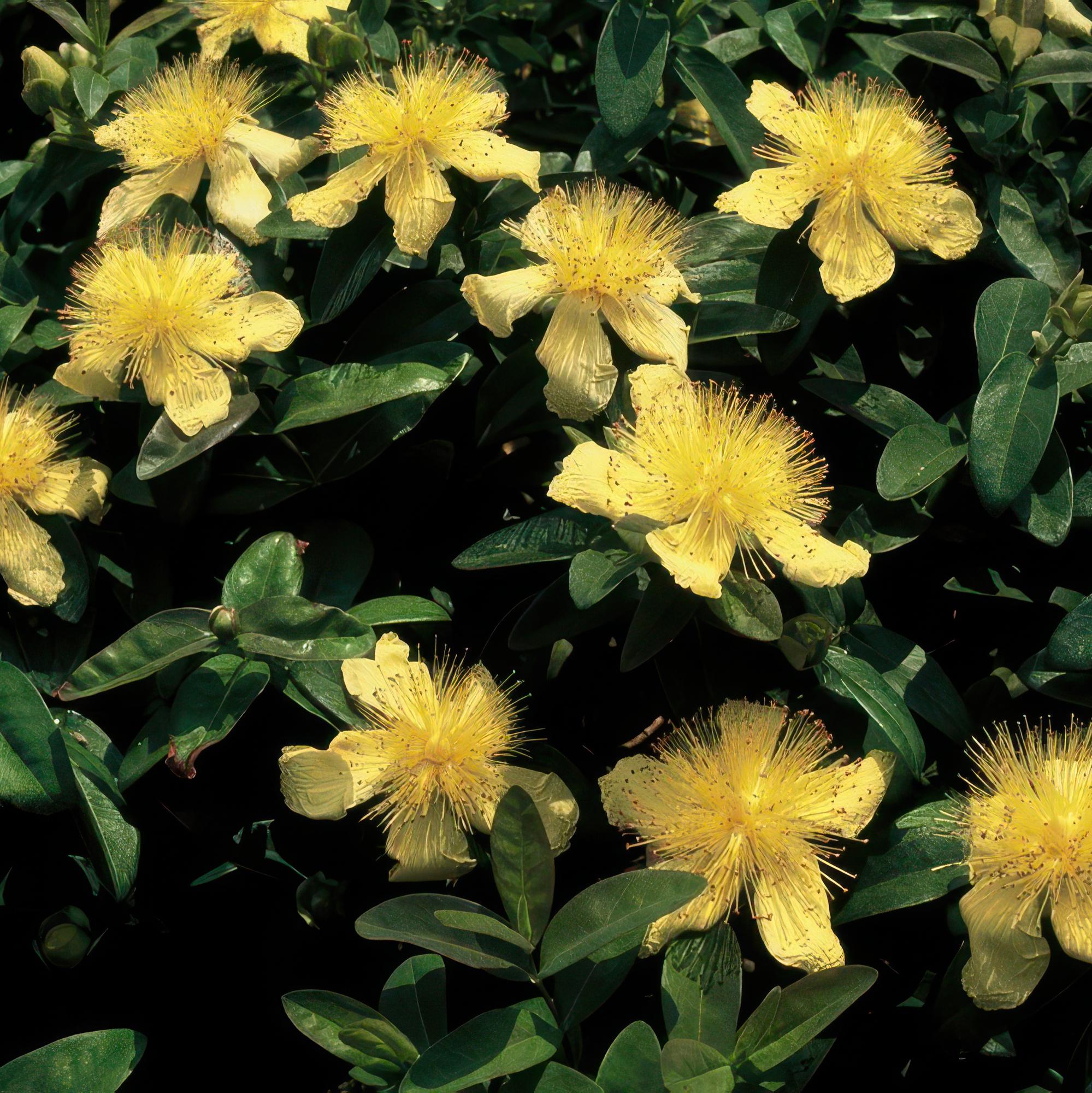 Johanniskraut (Hypericum calycinum)