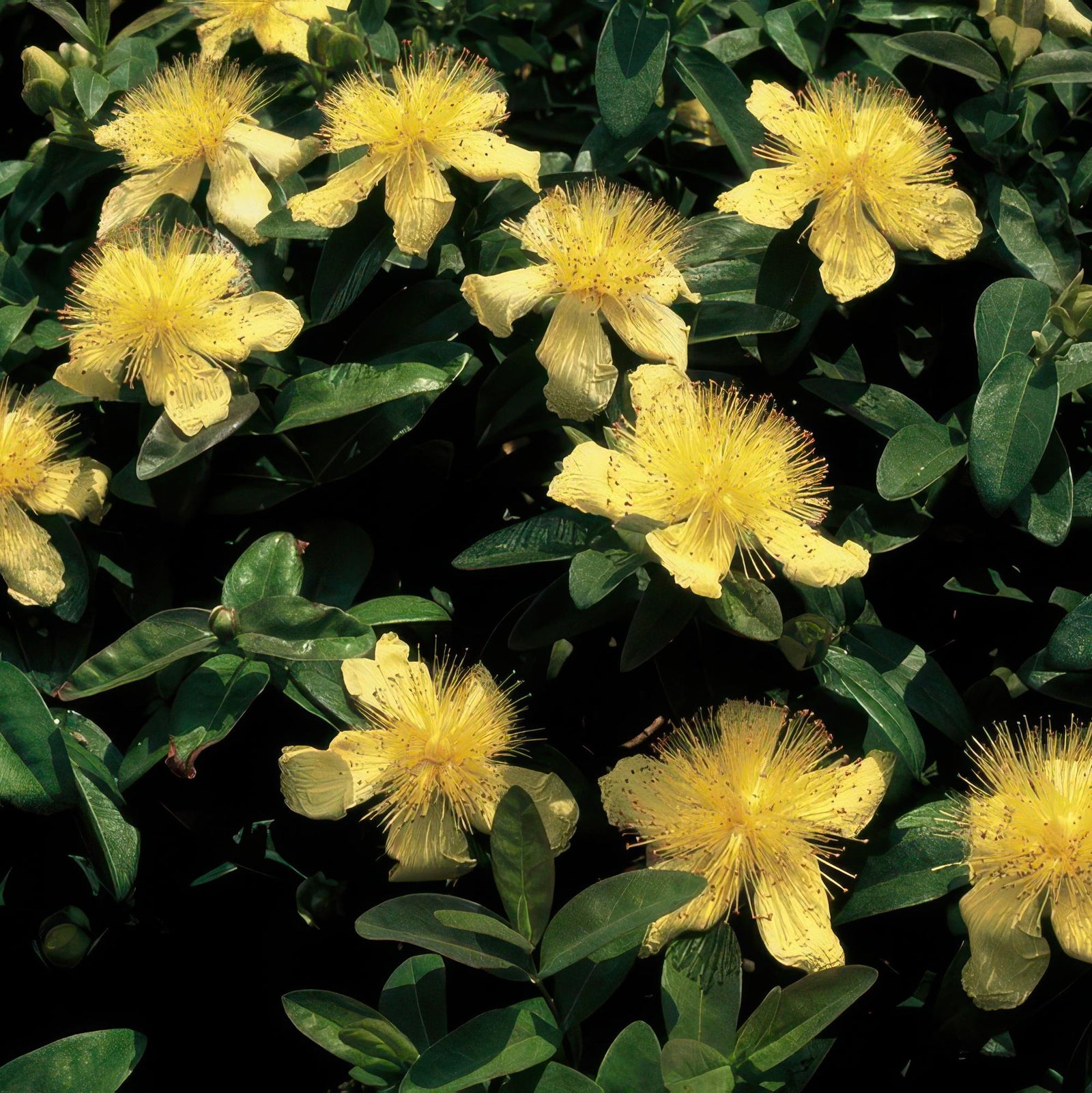 Johanniskraut (Hypericum calycinum)