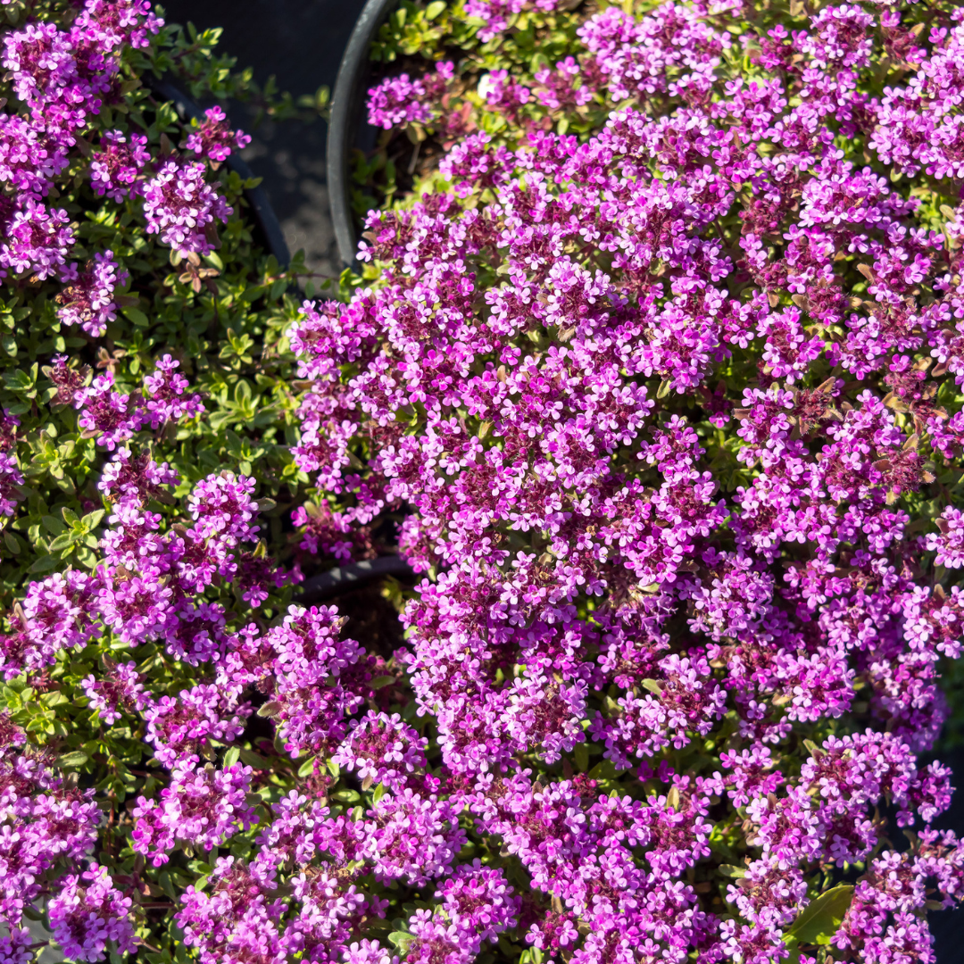 Thymus praecox 'Coccineus'