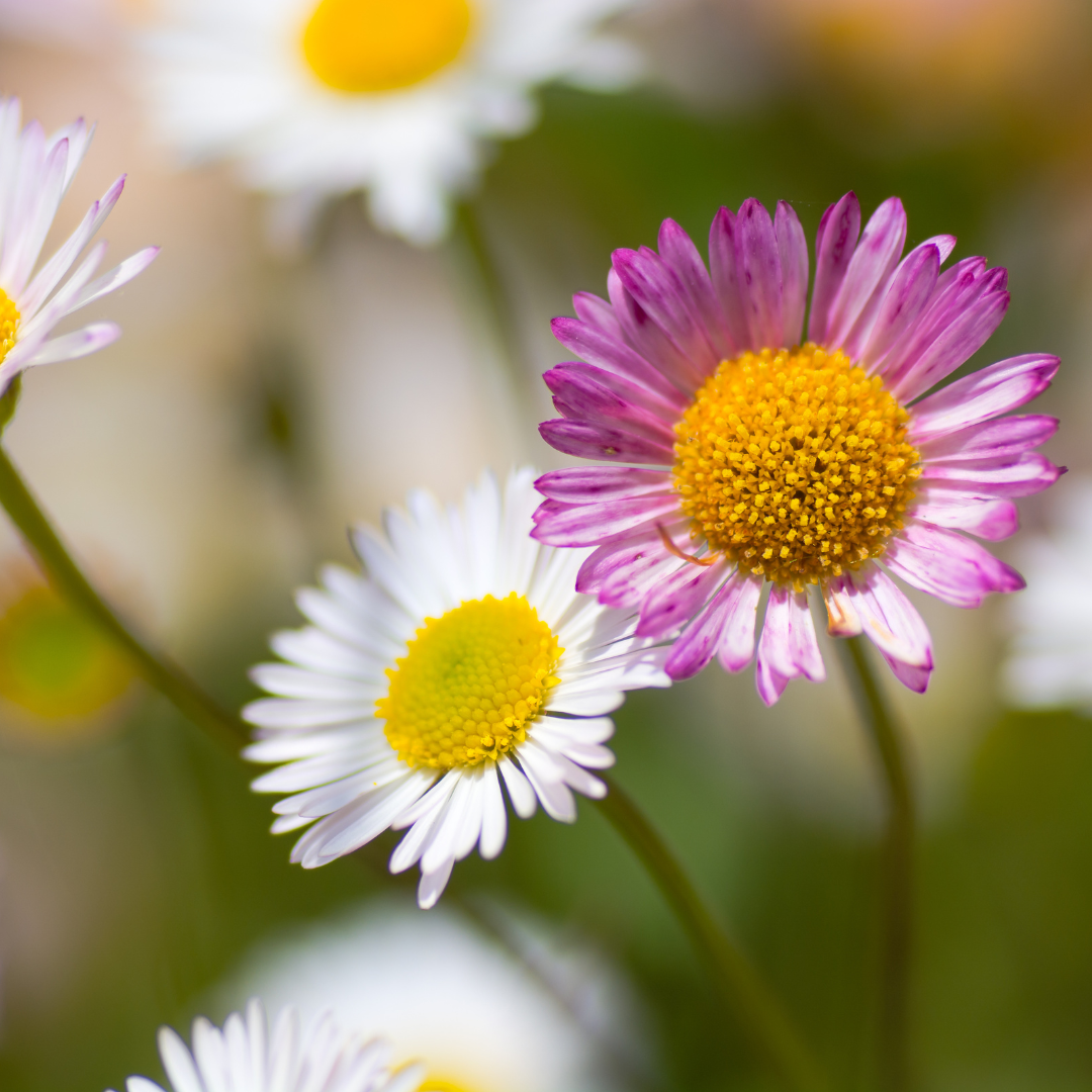 Erigeron karvinskianus (Spanisches Gänseblümchen)