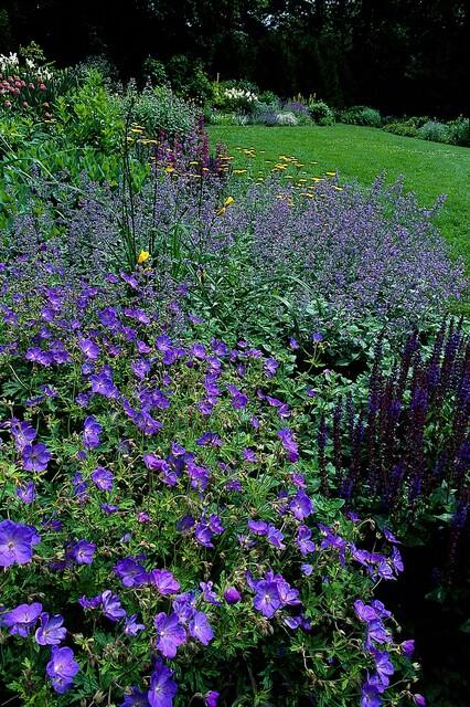 Storchschnabel ‘Johnson’s Blue’ (Geranium)