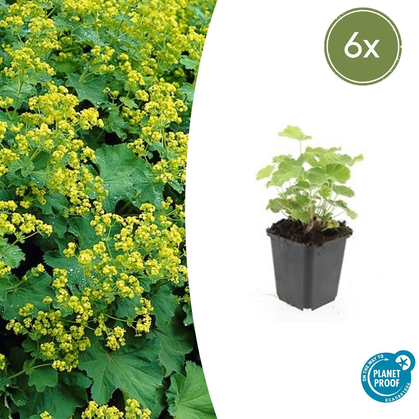 Alchemilla mollis (Frauenmantel)