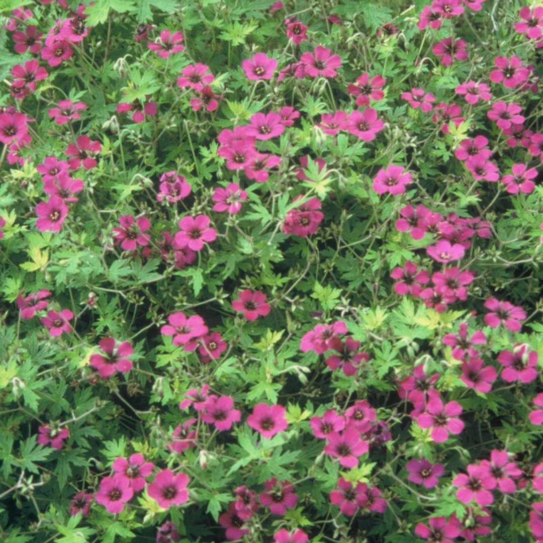 Geranium macrorrhizum 'Bevan's Variety' (Duft-Storchschnabel)