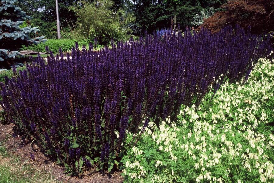 Steppen-Salbei ‘Mainacht’ (Salvia nemorosa)