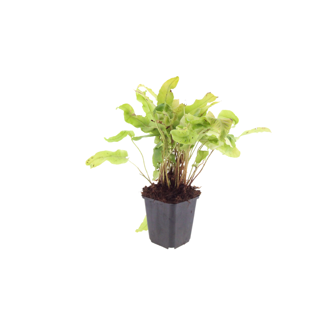 Asplenium scolopendrium (Hirschzungenfarn)
