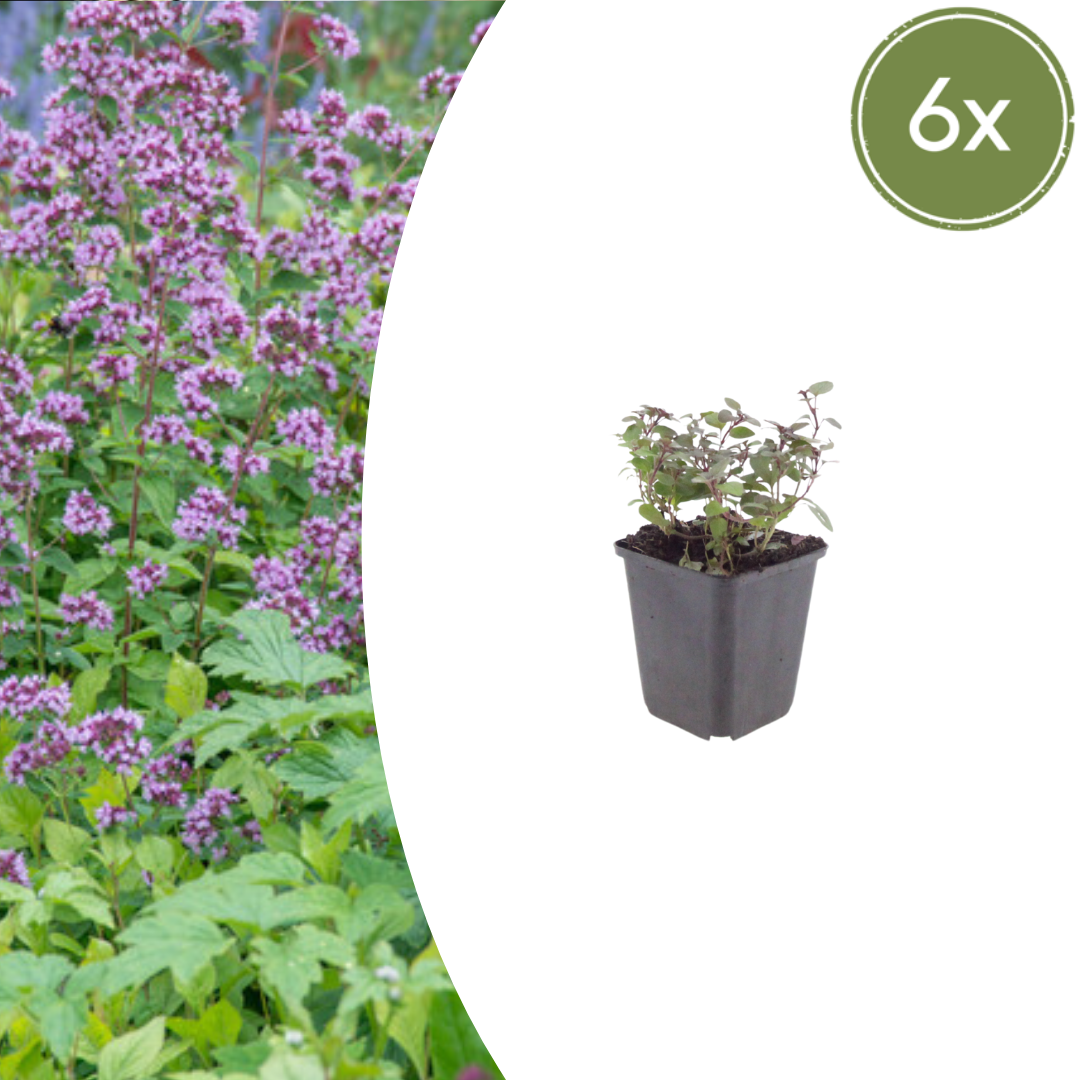 Origanum laevigatum 'Herrenhausen'