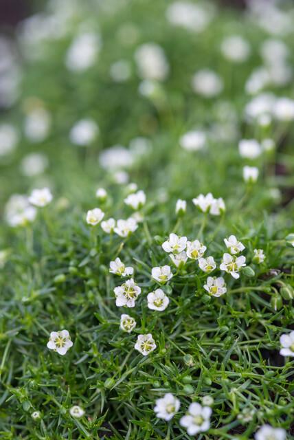 Sagina subulata (Sternmoos)