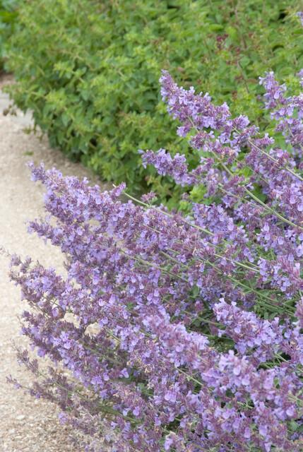 Katzenminze ‘Walker’s Low’ (Nepeta)