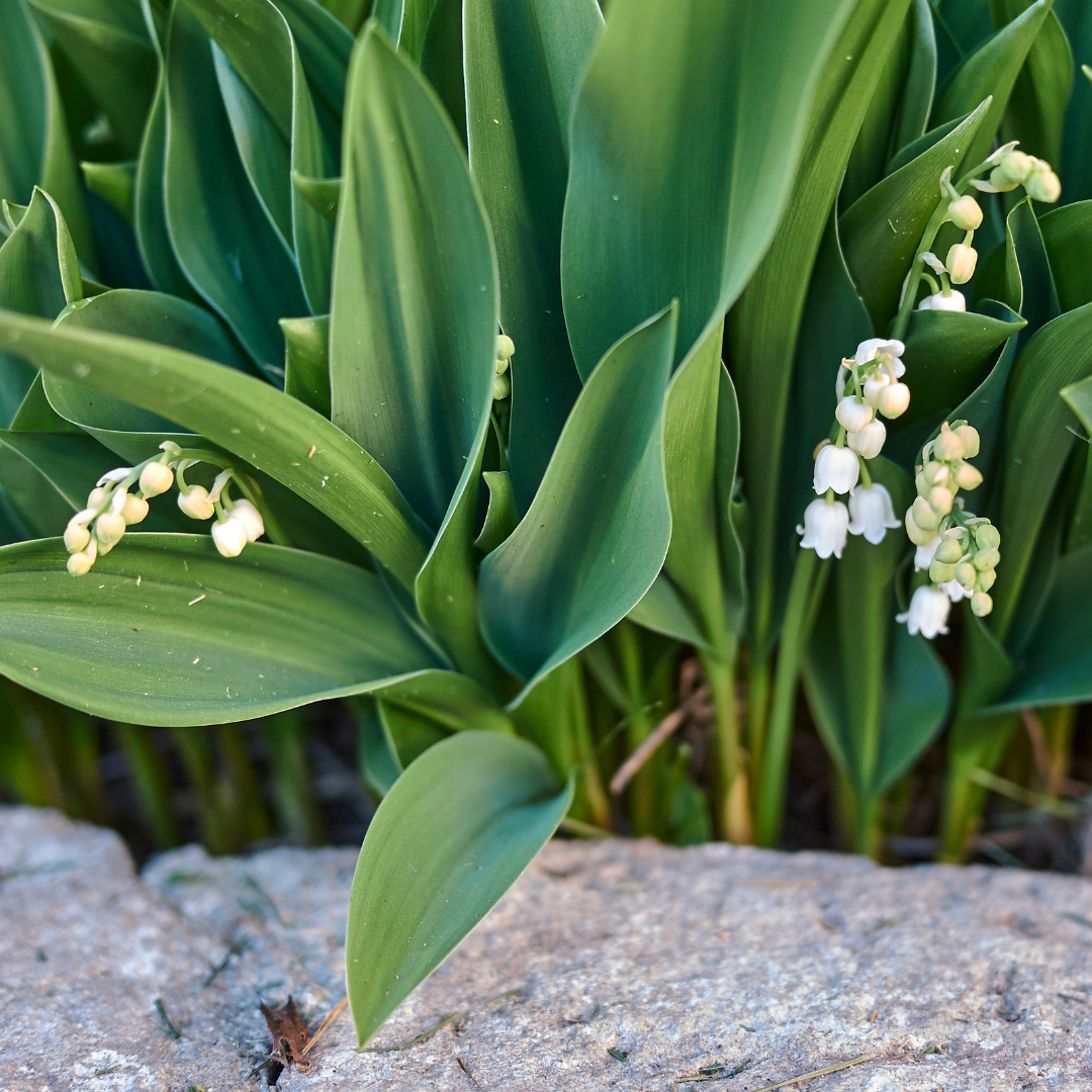Convallaria majalis