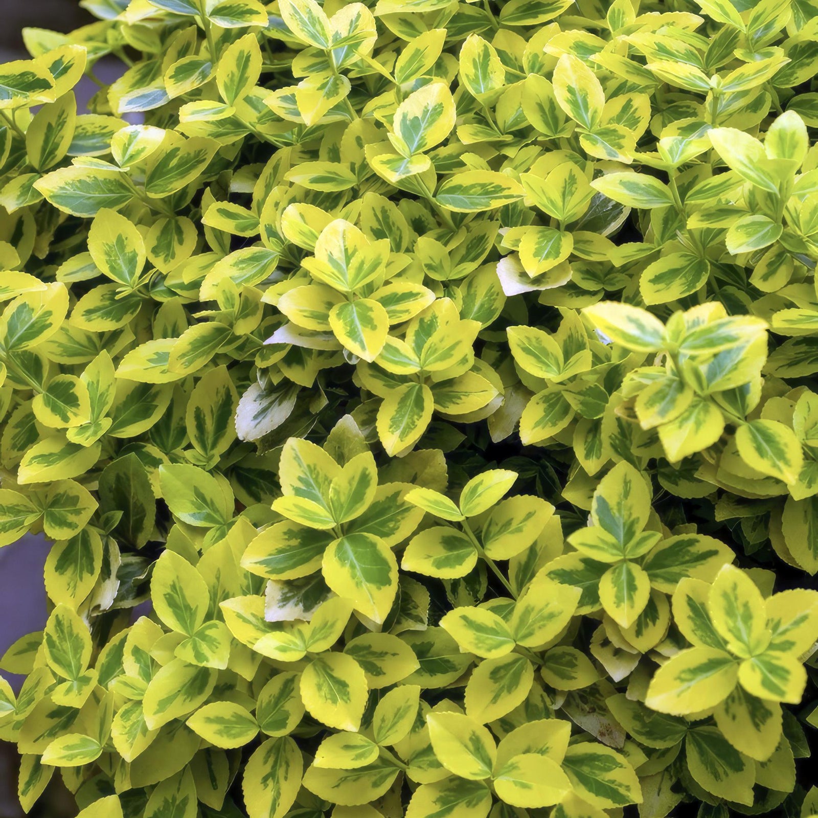 Kriechspindel ‘Emerald ’n Gold’ (Euonymus fortunei)