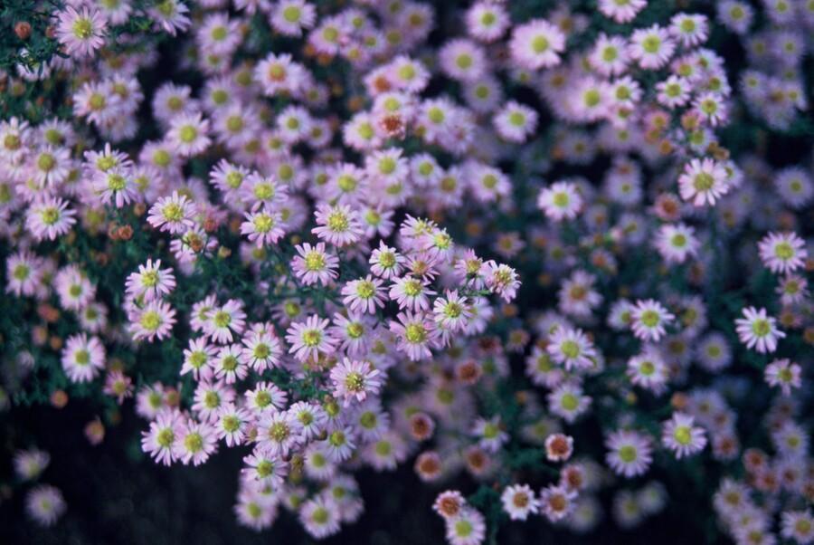 Wild-Aster ‘Stardust’ (Aster ageratoides)