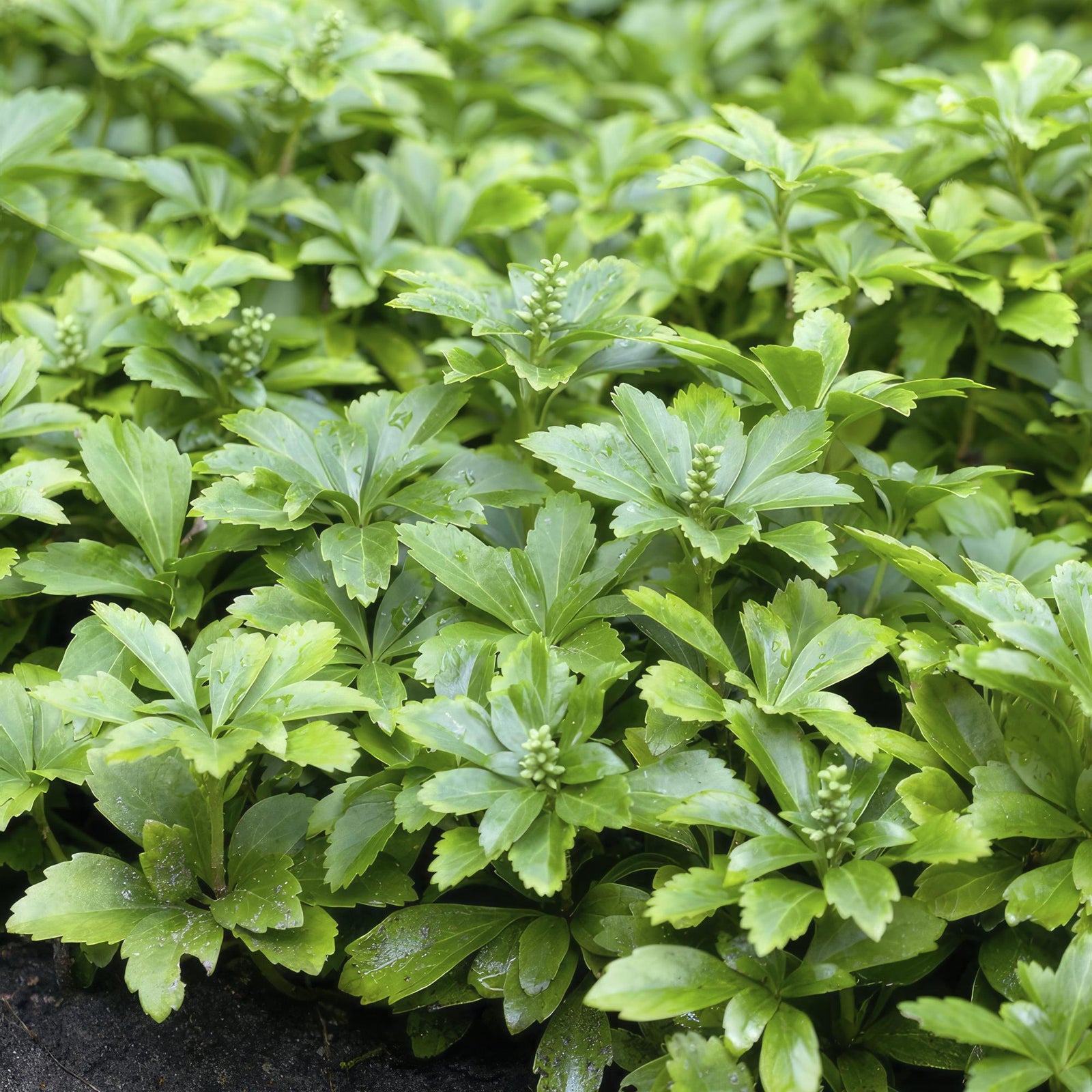 Dickmännchen ‘Green Carpet’ (Pachysandra terminalis)
