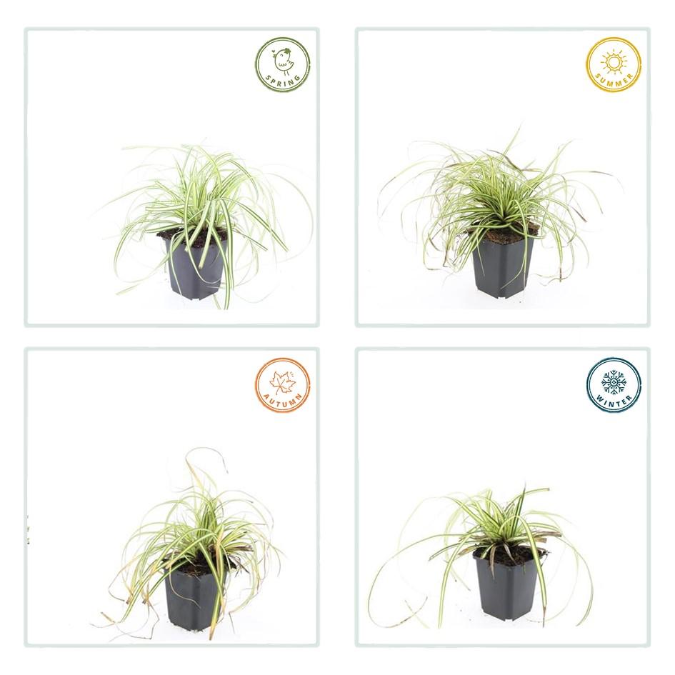 Carex oshimensis ‘Evergold’ (Japan-Segge)