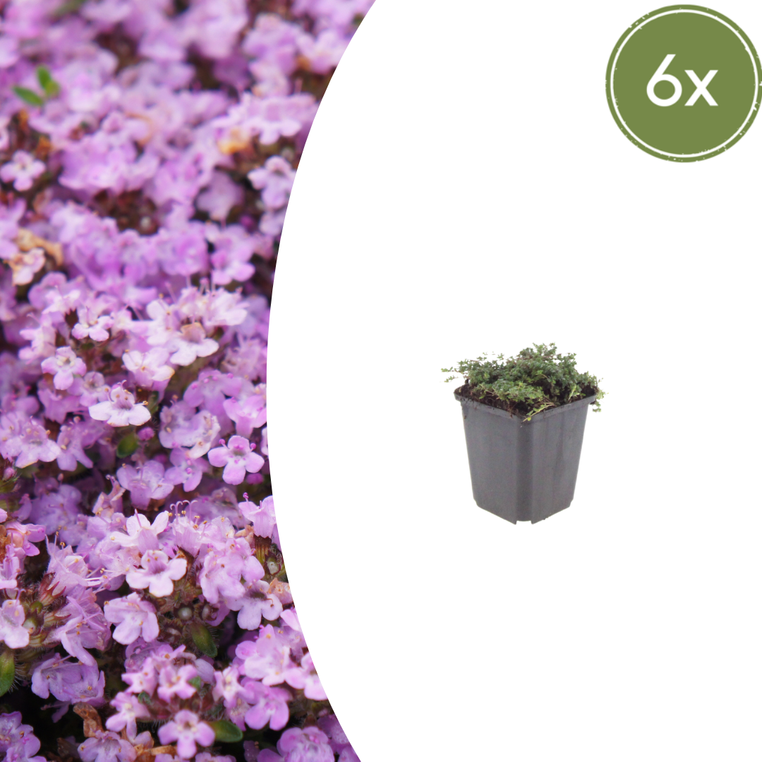 Thymus praecox ‘Purple Beauty’ (Polster-Thymian)