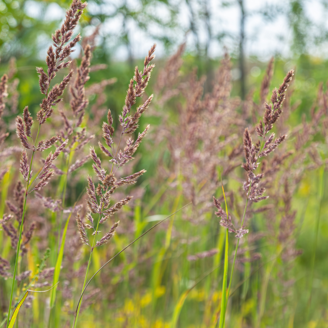 Calamagrostis brachytricha (Diamantgras)