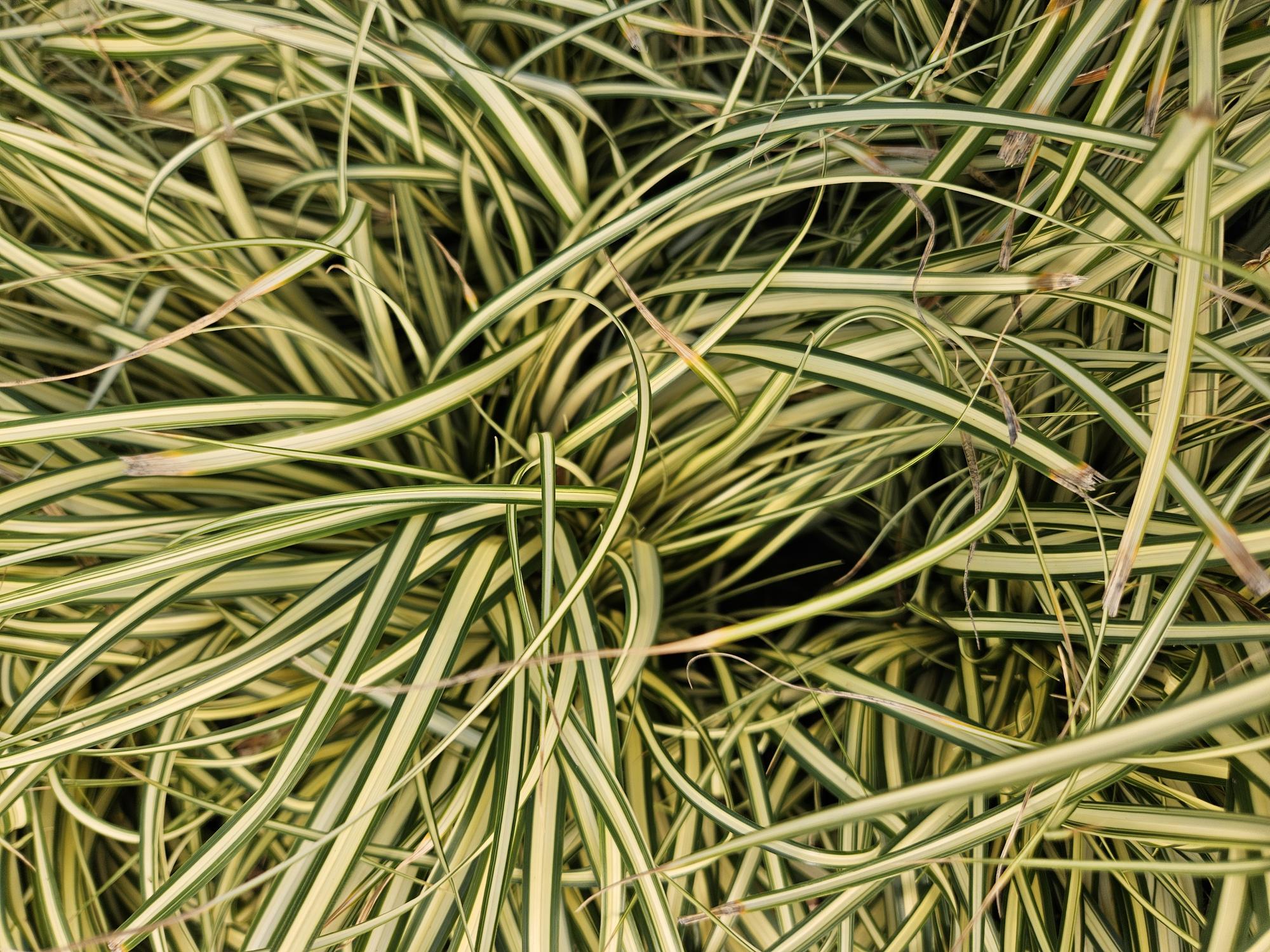 Carex oshimensis ‘Evergold’ (Japan-Segge)