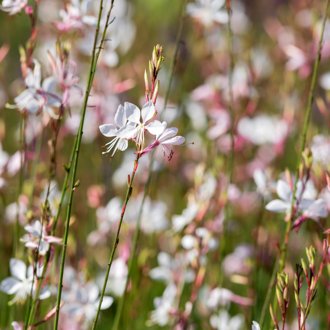 Gaura lindheimeri ‘Whirling Butterflies’ (Prachtkerze)