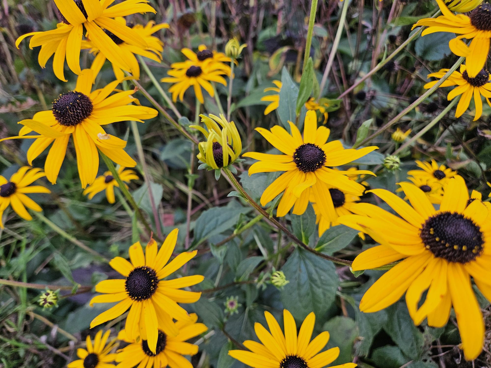 Rudbeckia fulgida ‘Goldsturm’ (Sonnenhut)