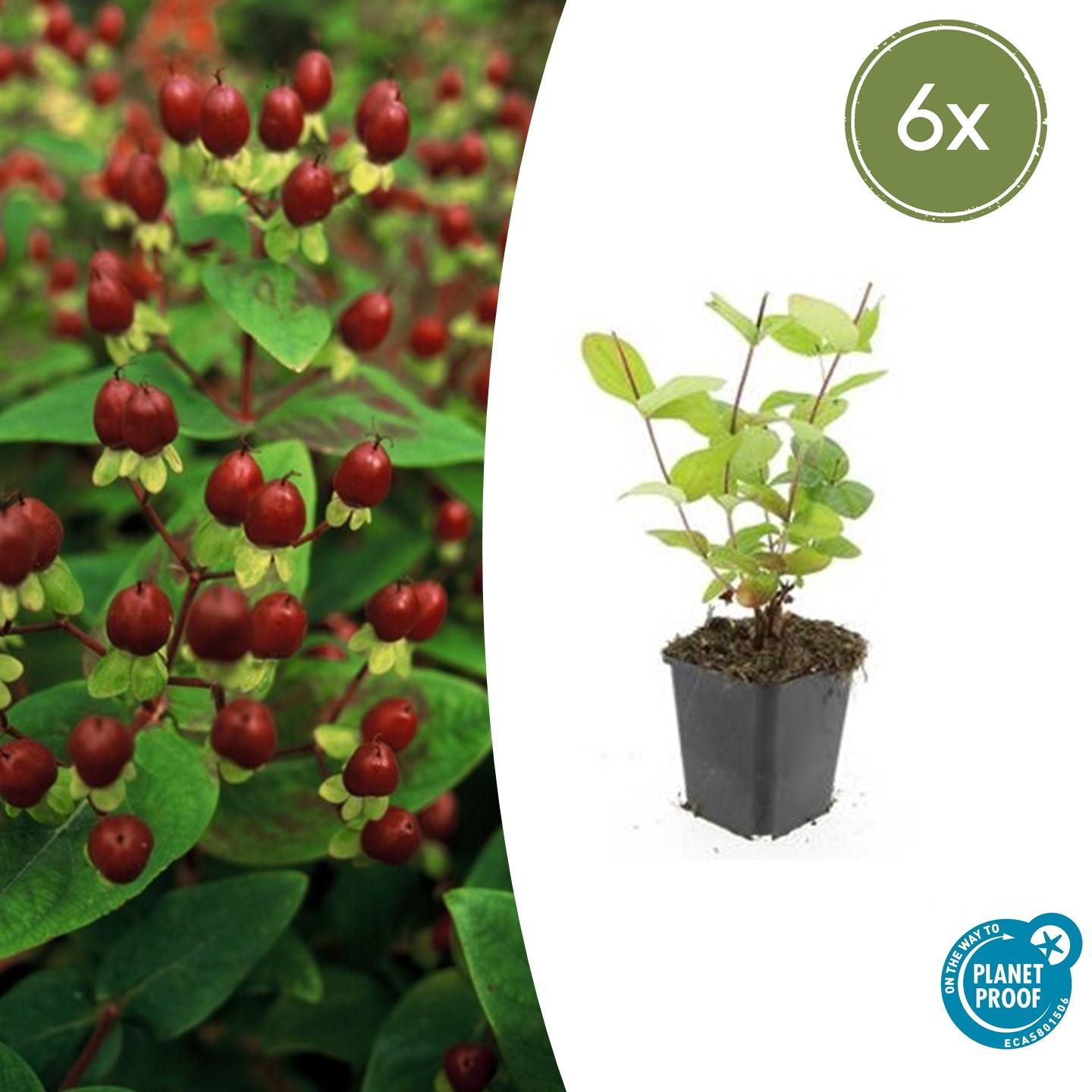 Johanniskraut ‘Beauty’ (Hypericum inodorum)