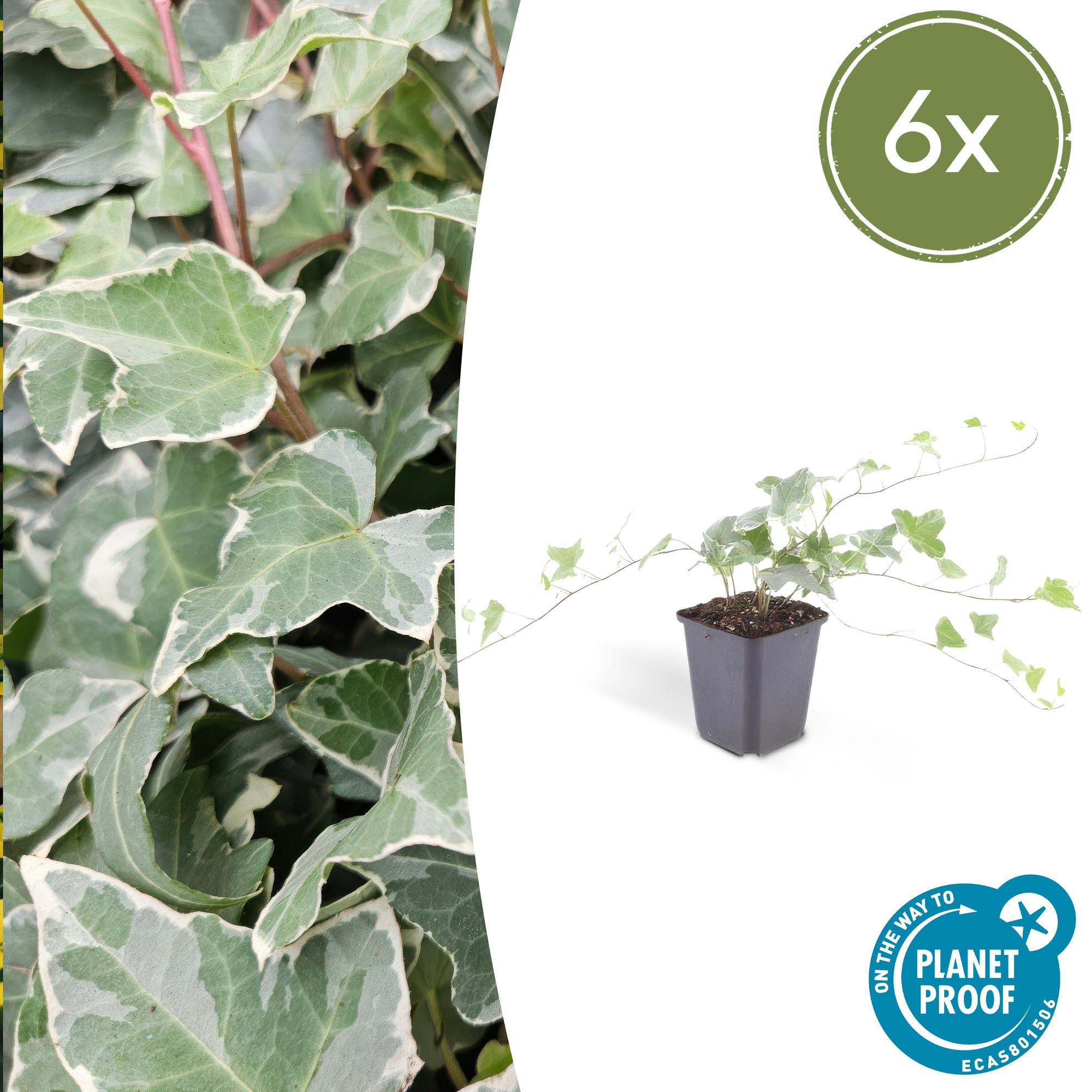 Efeu ‘Glacier’ (Hedera helix)