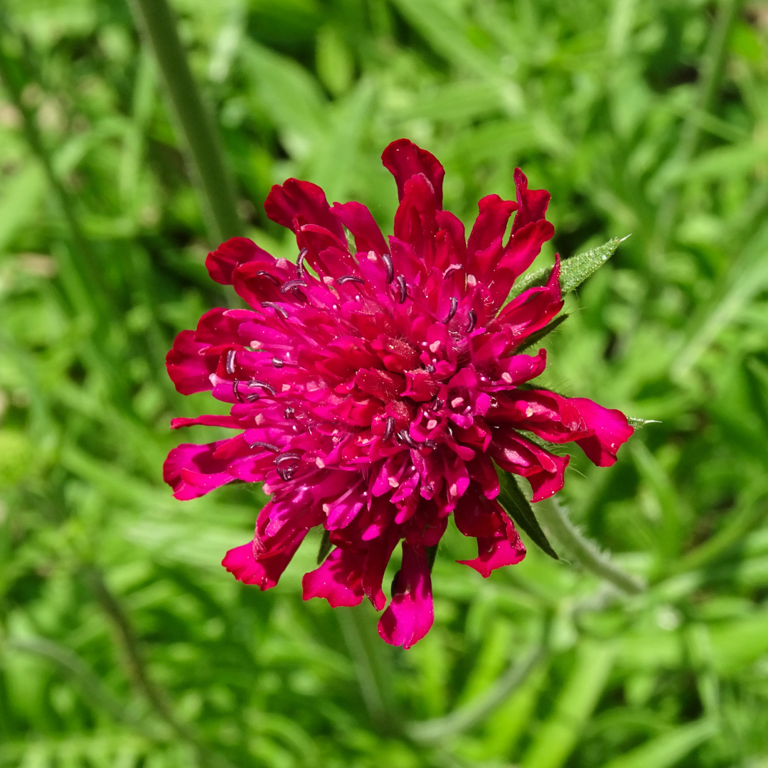 Knautia macedonica (Witwenblume)