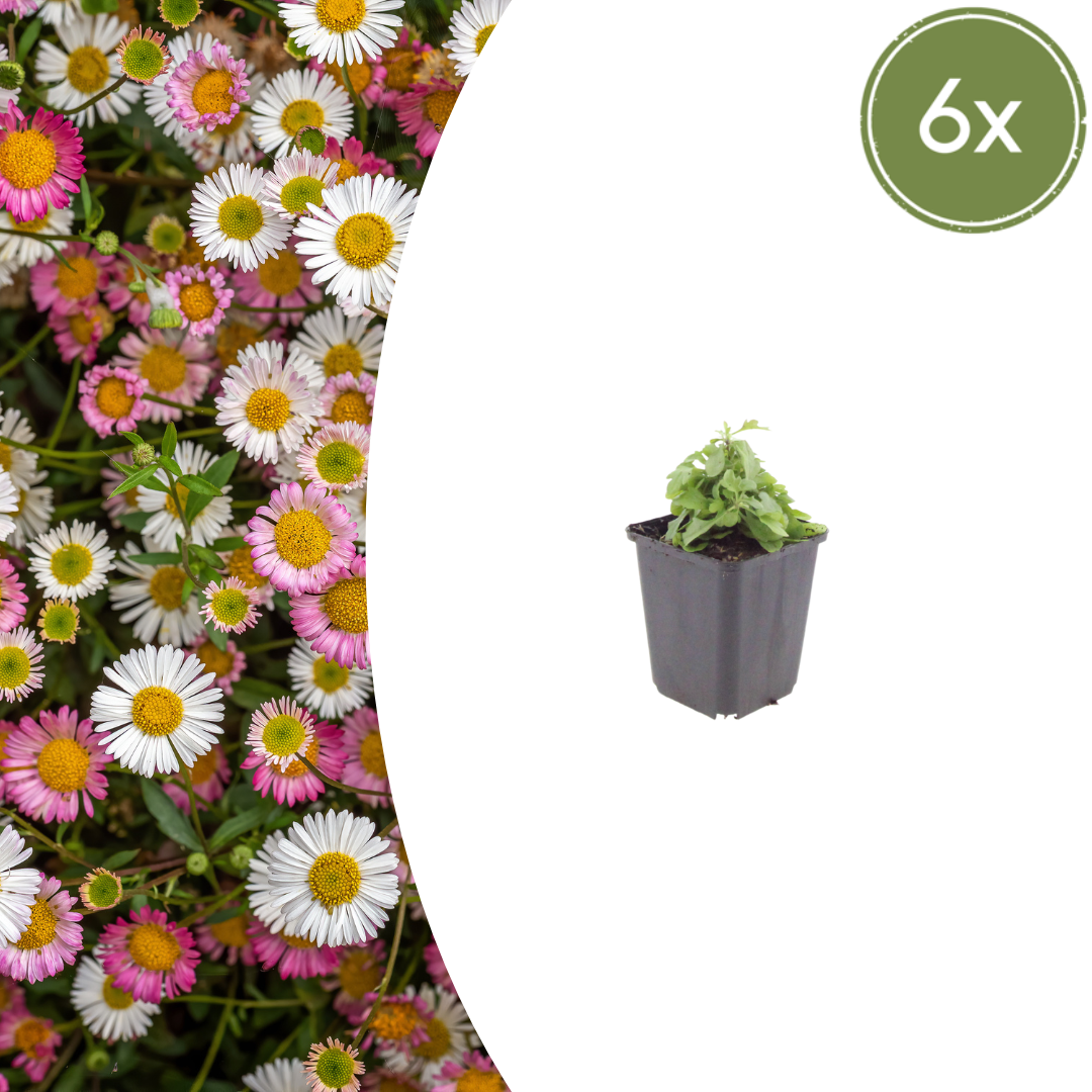 Erigeron karvinskianus (Spanisches Gänseblümchen)