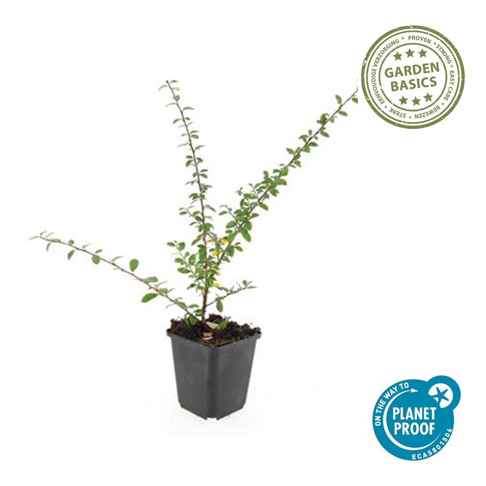 Zwergmispel ‘Coral Beauty’ (Cotoneaster suecicus)
