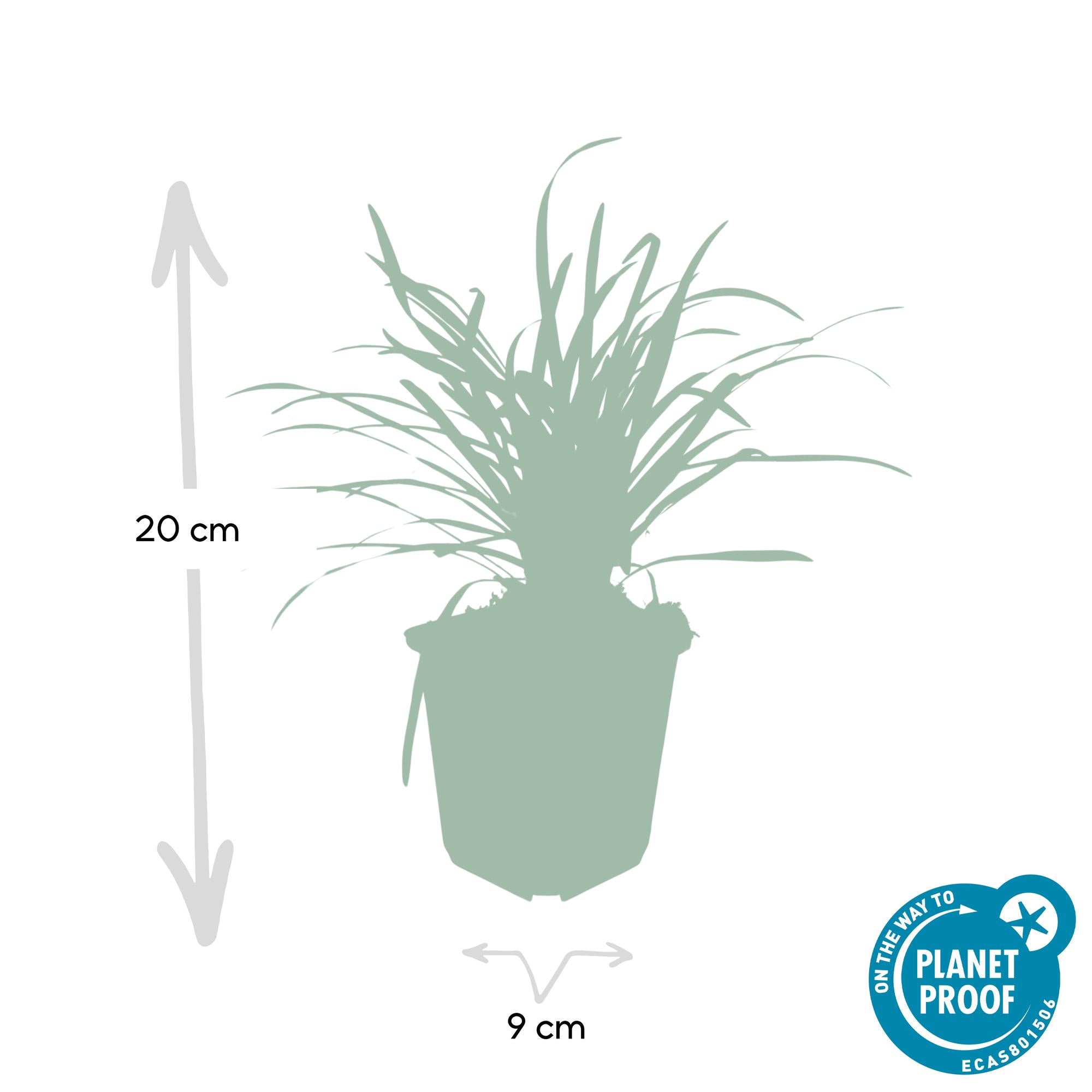 Liliengras ‘Big Blue’ (Liriope muscari)