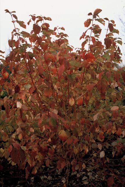 Hartriegel ‘Midwinter Fire’ (Cornus sanguinea)