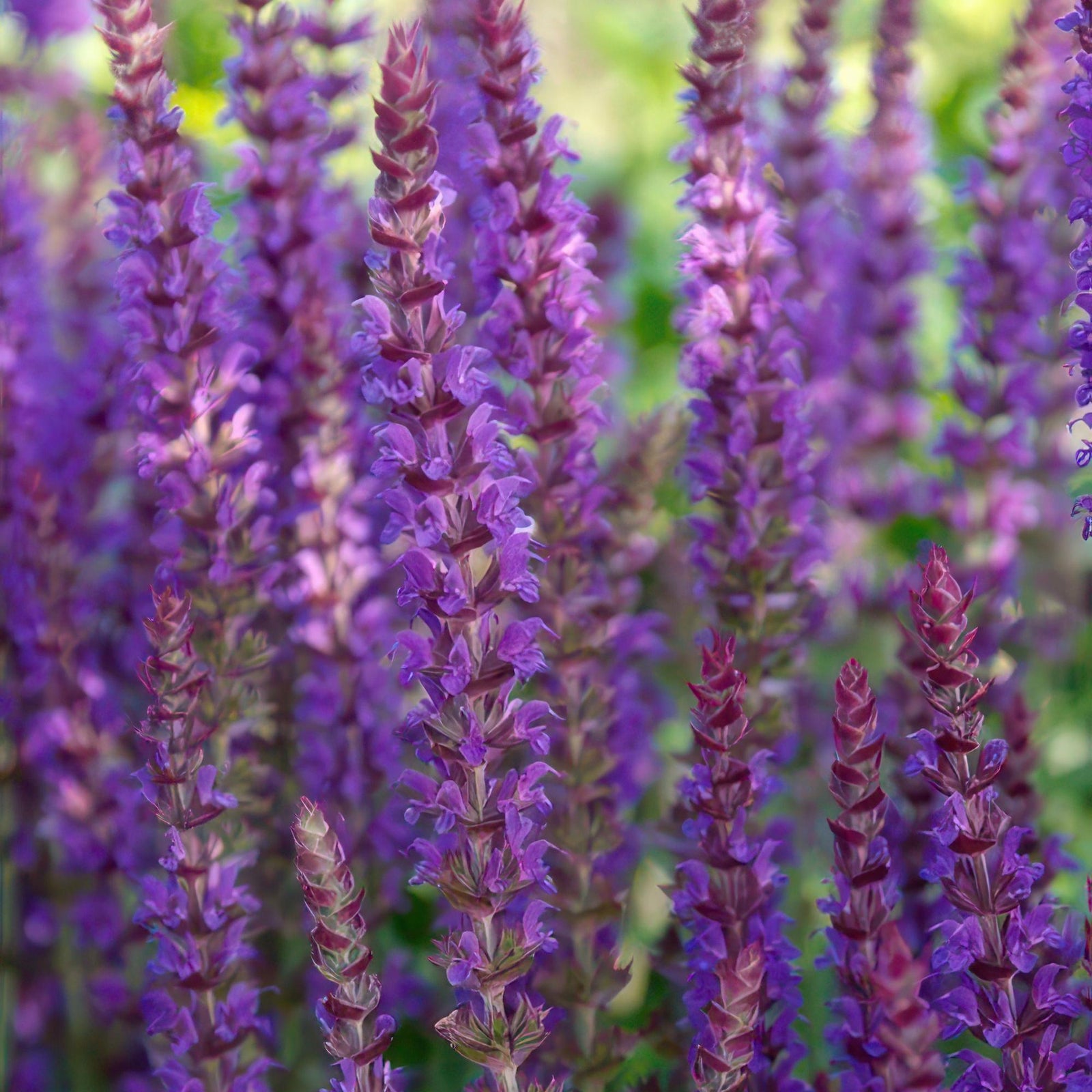 Steppen-Salbei ‘Ostfriesland’ (Salvia nemorosa)