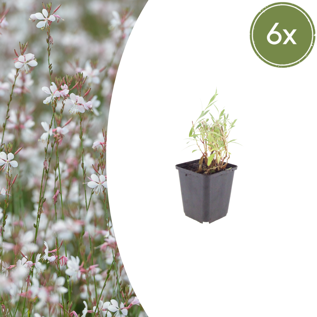Gaura lindheimeri (Prachtkerze)