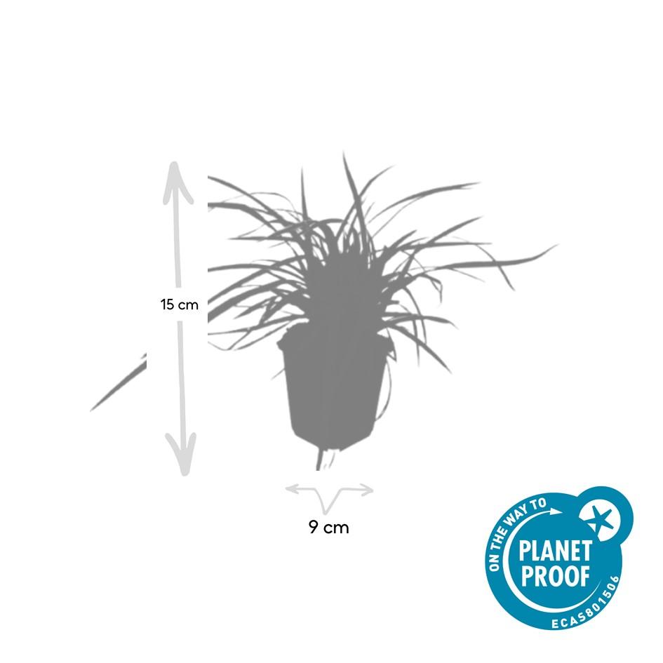 Japan-Segge ‘Aureovariegata’ (Carex morrowii)