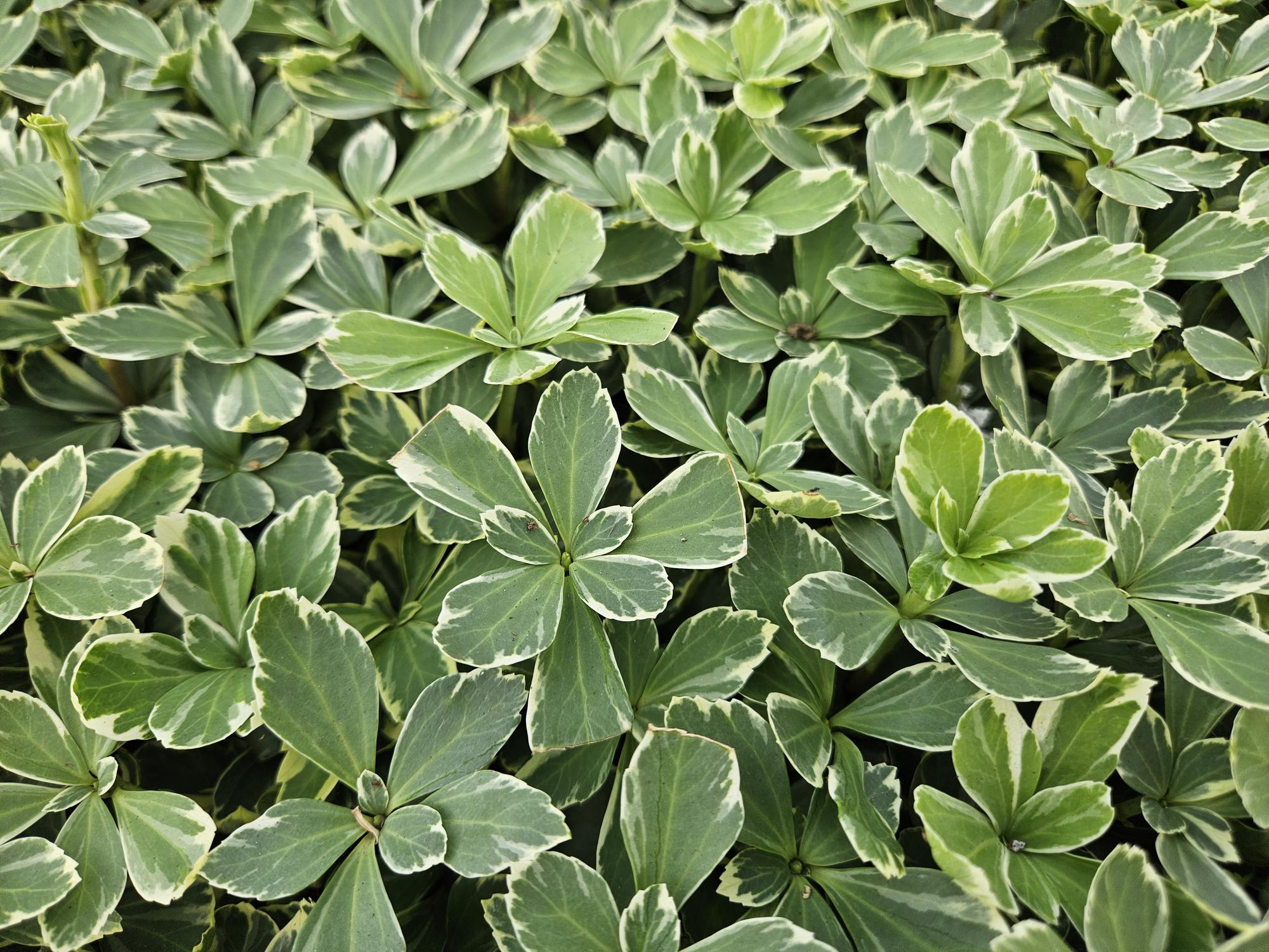Pachysandra terminalis ‘Variegata’ (Dickmännchen)