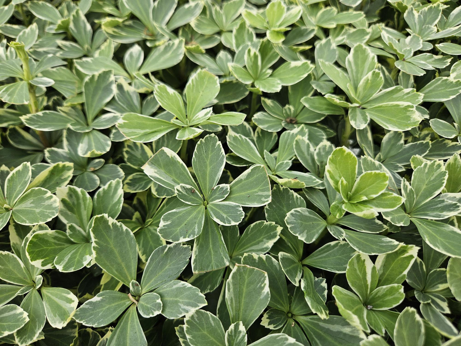 Pachysandra terminalis ‘Variegata’ (Dickmännchen)