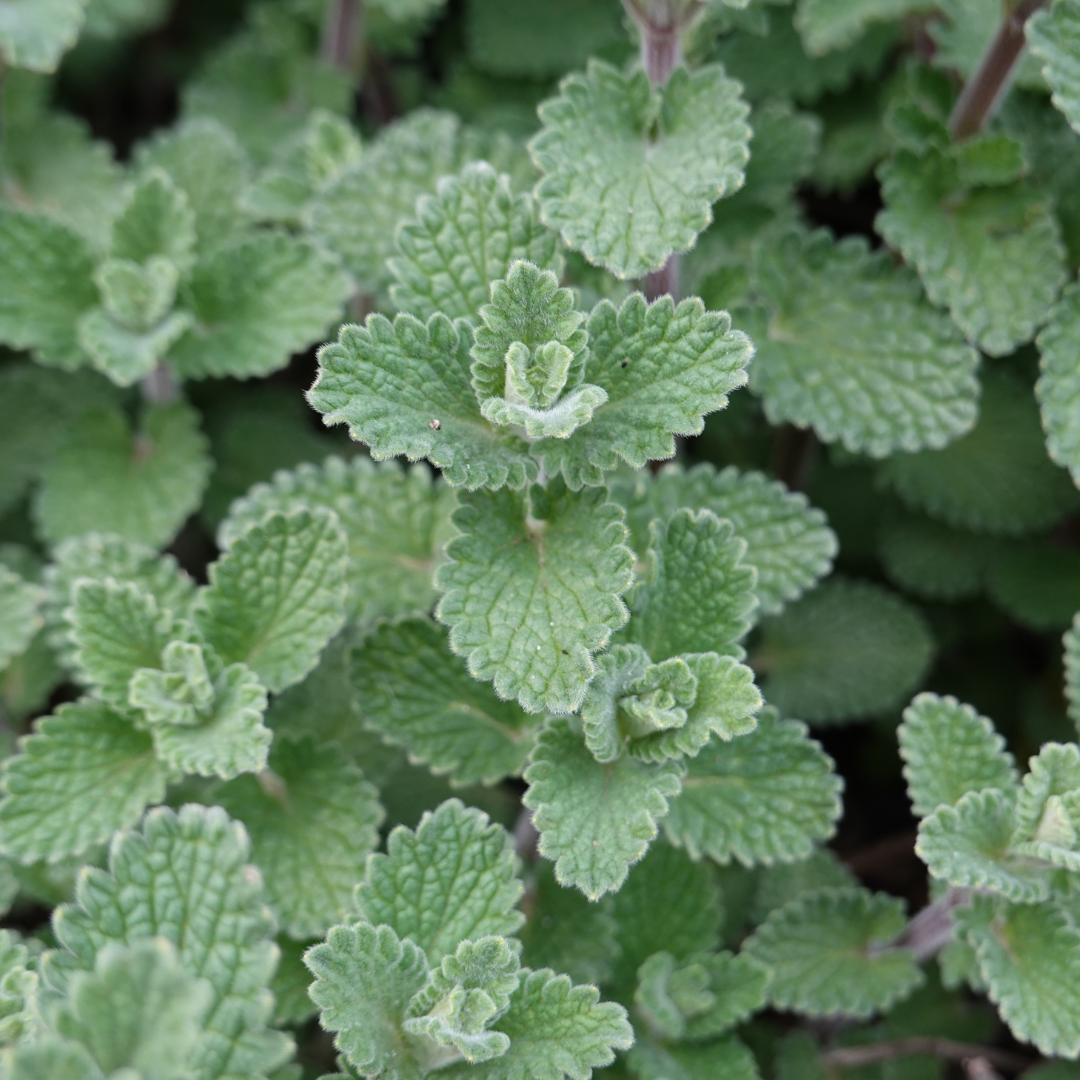 Steinquendel (Calamintha nepeta)