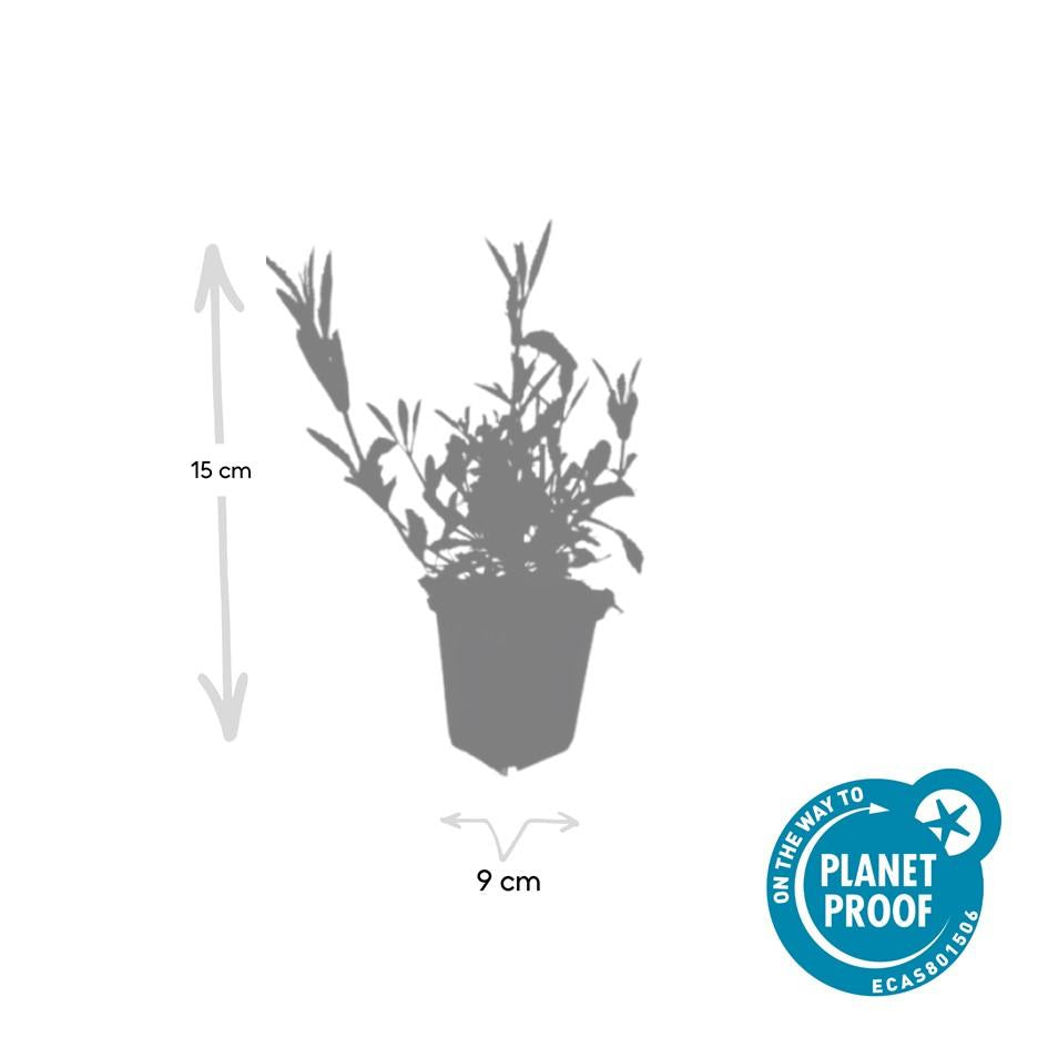 Eisenkraut (Verbena bonariensis)