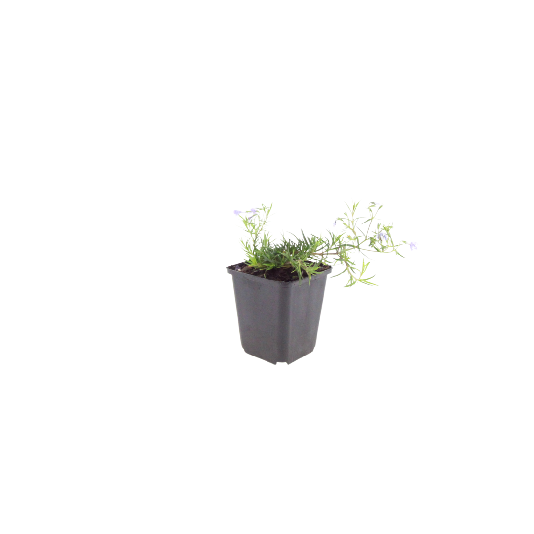 Phlox subulata ‘Emerald Cushion Blue’ (Polster-Phlox)