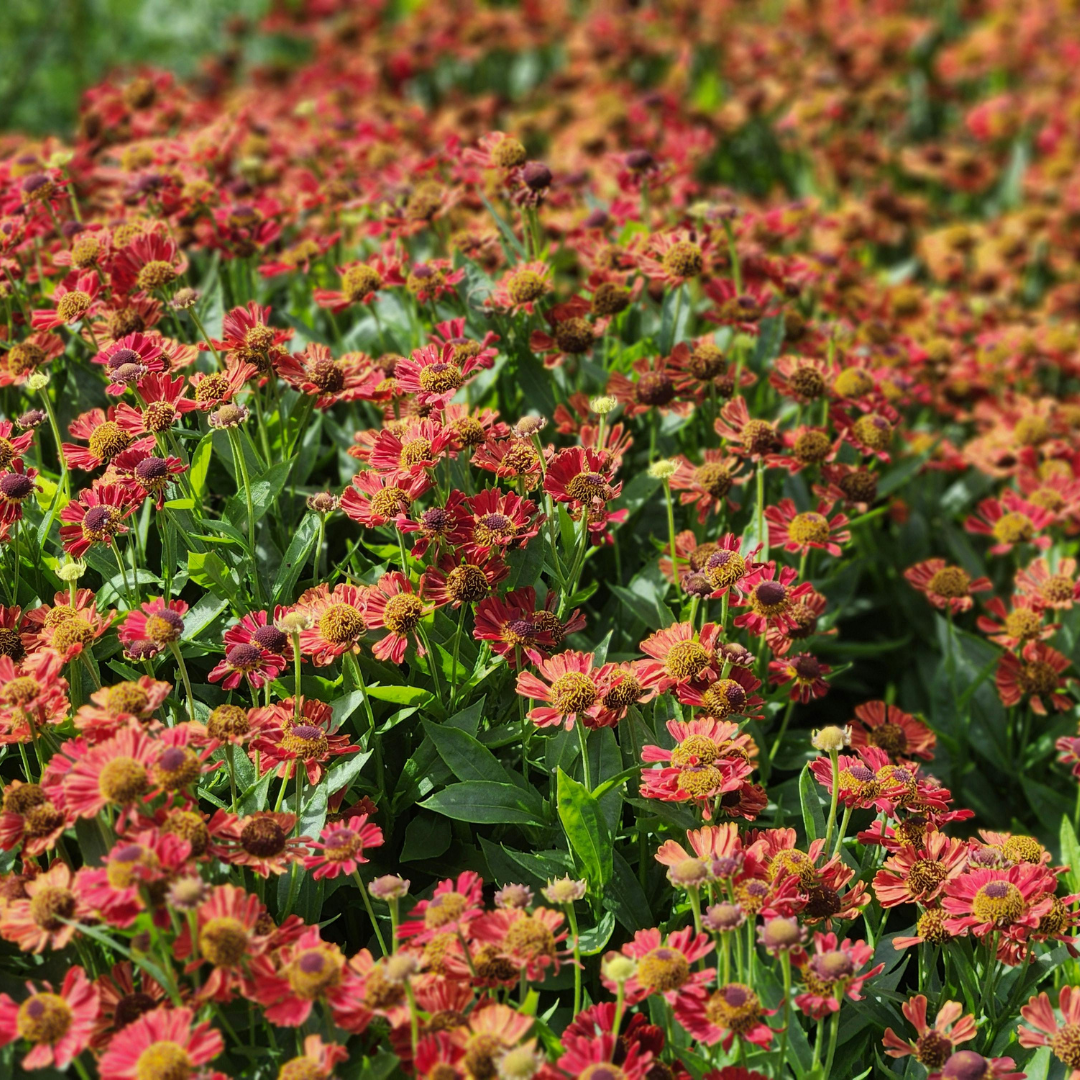 Helenium ‘Moerheim Beauty’ (Sonnenbraut)