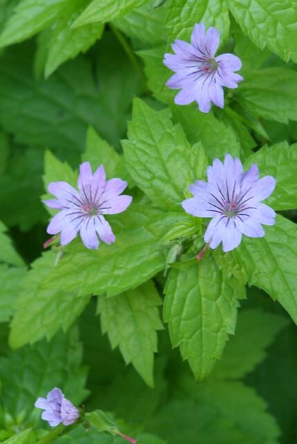 Knoten-Storchschnabel (Geranium nodosum)