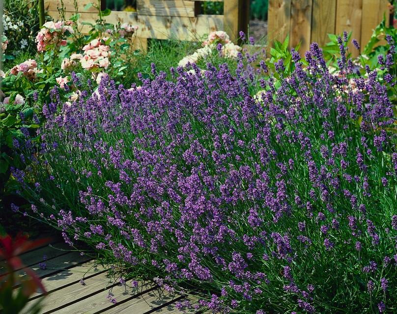 Echter Lavendel ‘Munstead’ (Lavandula angustifolia)
