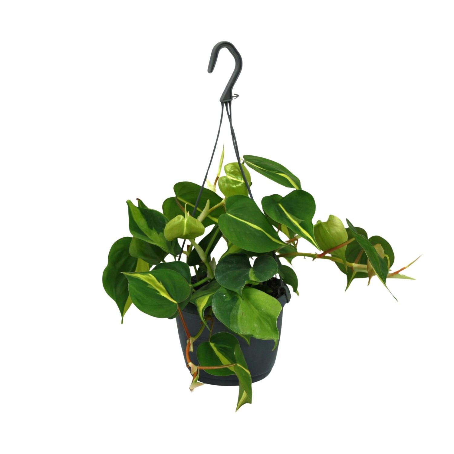 Philodendron Scandens Brasil - ↕35cm - Ø15cm