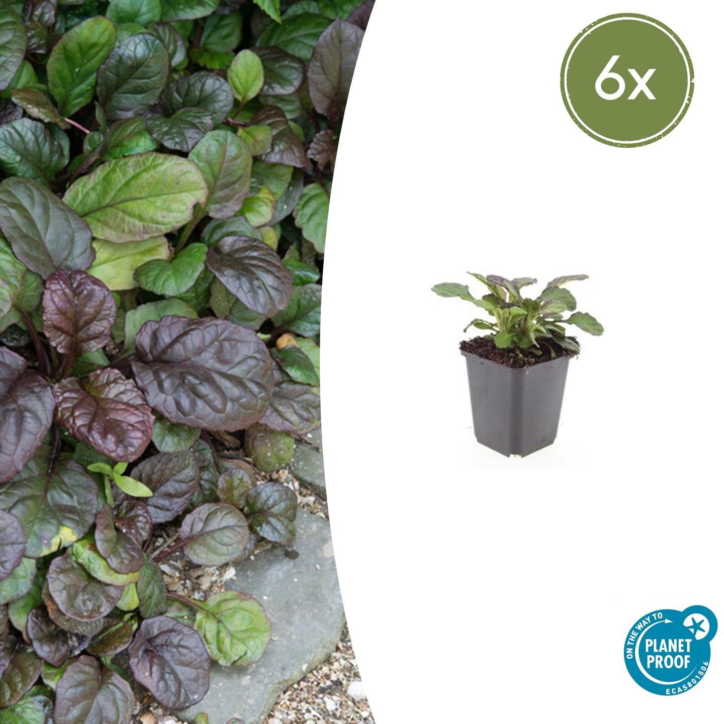Günsel ‘Catlin’s Giant’ (Ajuga reptans)