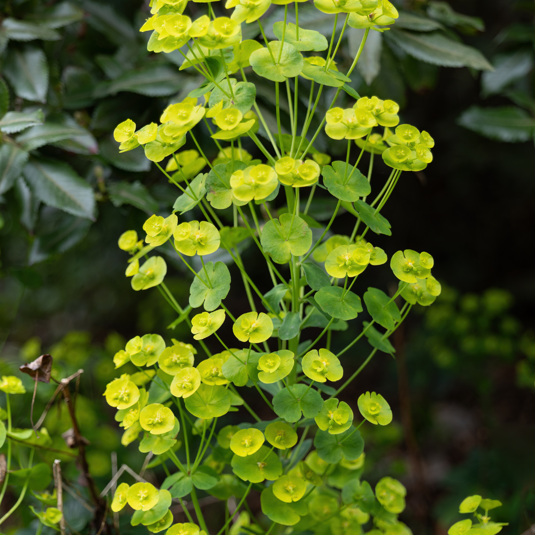 Euphorbia amygdaloides ‘Robbiae’ (Immergrüne Wolfsmilch)